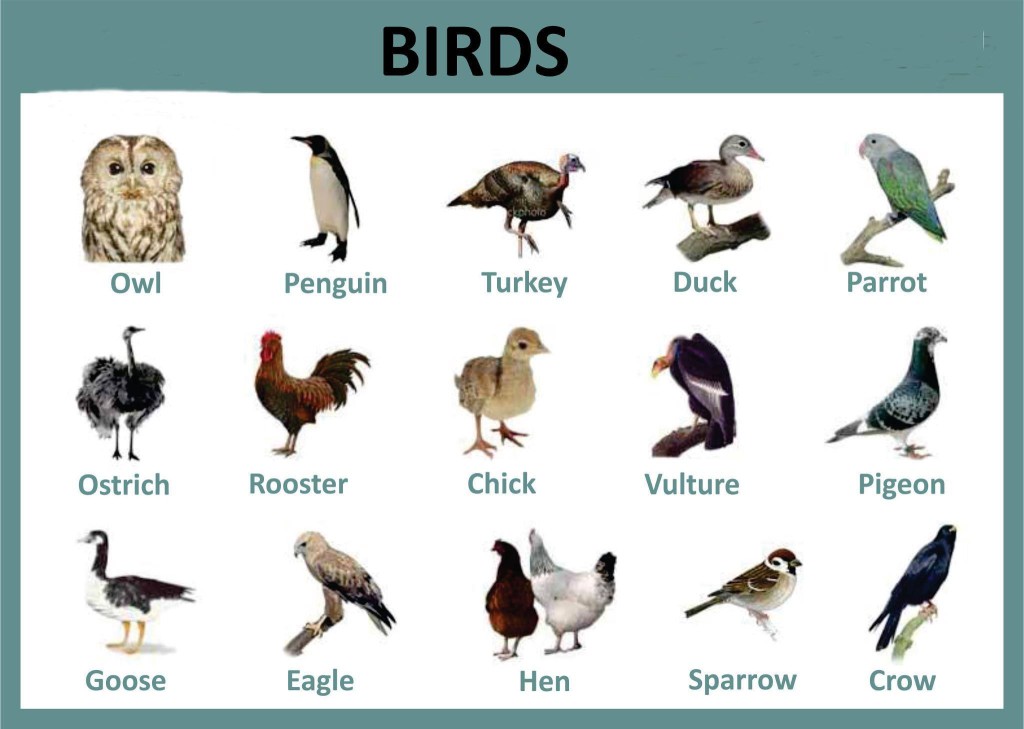 Từ vựng về các loài chim